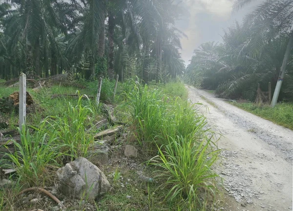 Kırsal yolun etrafındaki sabah manzarası.