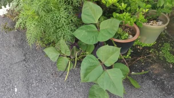 Golden Gram Bean Houseplant — 비디오