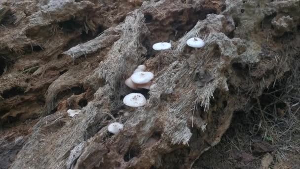 Picking Inedible Wild White Wood Mushrooms Sprouting Rotting Trunk — 비디오