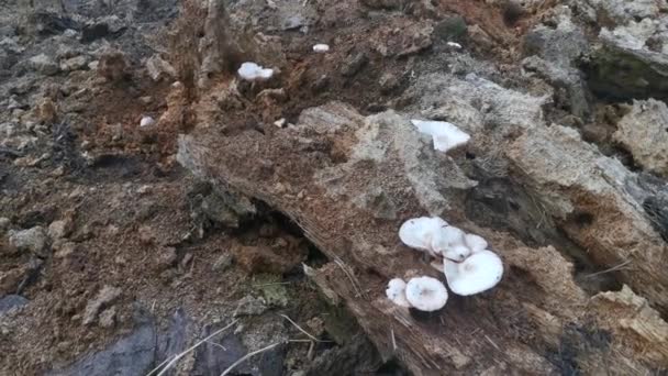 Raccolta Funghi Selvatici Legno Bianco Non Commestibili Che Spuntano Dal — Video Stock