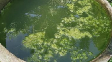 Gölet yüzeyinde yüzen yosun atığı.