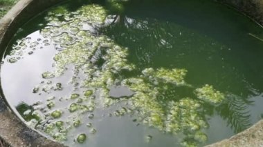 Gölet yüzeyinde yüzen yosun atığı.