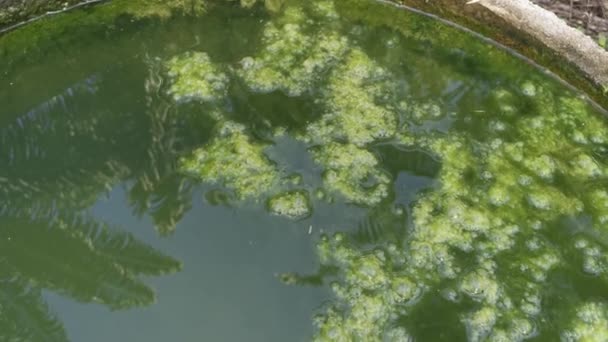 Algae Sludge Floating Pond Surface — Stock Video