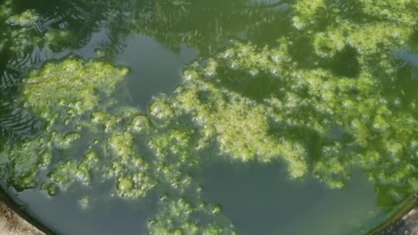 Lodo Algas Flotando Superficie Del Estanque — Vídeo de stock