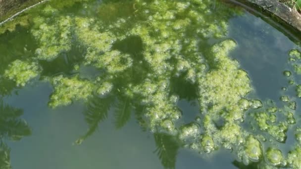 池の水面に浮かぶ藻汚泥 — ストック動画