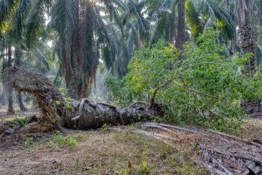 sökülmüş palmiye ağacından filizlenen vahşi mikro karpa bitkisi..