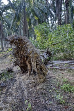 sökülmüş palmiye ağacından filizlenen vahşi mikro karpa bitkisi..