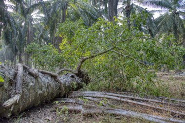 sökülmüş palmiye ağacından filizlenen vahşi mikro karpa bitkisi..