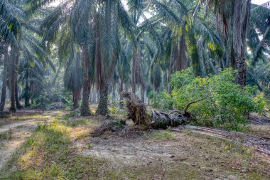 sökülmüş palmiye ağacından filizlenen vahşi mikro karpa bitkisi..
