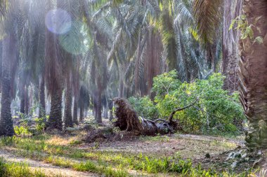 sökülmüş palmiye ağacından filizlenen vahşi mikro karpa bitkisi..