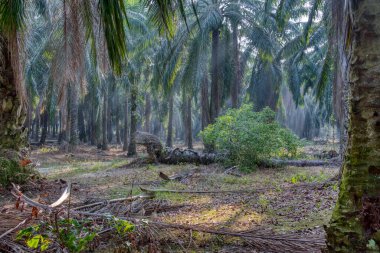 sökülmüş palmiye ağacından filizlenen vahşi mikro karpa bitkisi..