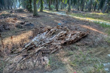 Kahverengi çürümüş ağaç gövdesi yerde.