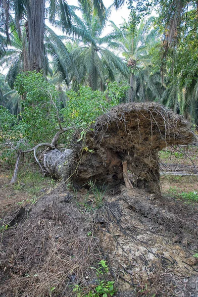 Planta Microcarpa Selvagem Brotando Palmeira Arrancada — Fotografia de Stock