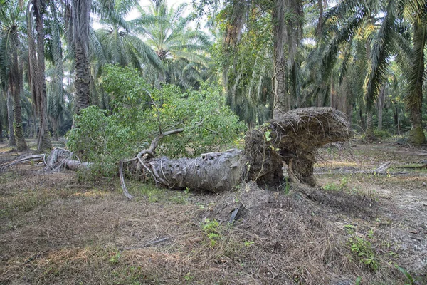 Planta Microcarpa Silvestre Que Brota Palmera Desarraigada — Foto de Stock