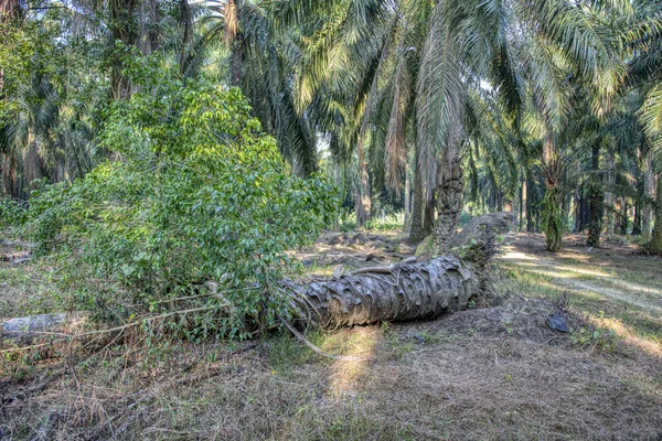 Sökülmüş Palmiye Ağacından Filizlenen Vahşi Mikro Karpa Bitkisi — Stok fotoğraf