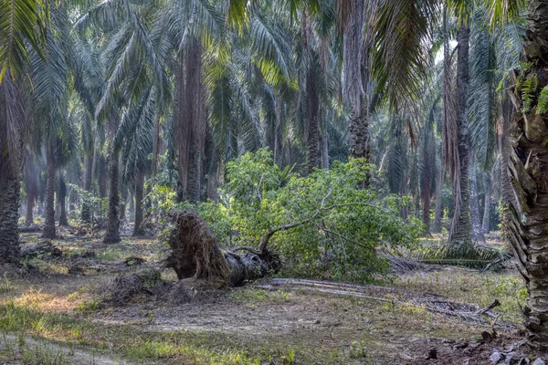 sökülmüş palmiye ağacından filizlenen vahşi mikro karpa bitkisi..