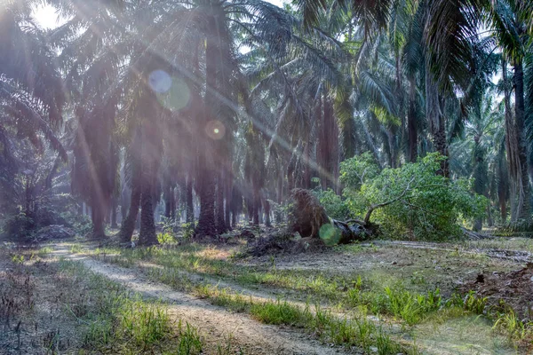 Wilde Microcarpa Pflanze Sprießt Aus Der Entwurzelten Palme — Stockfoto