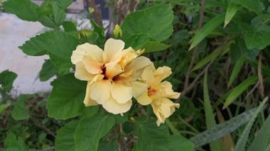 Laluna Sarı Sinensis Hibiscus çiçeği
