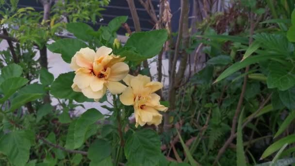 Laluna Yellow Sinensis Hibiscus Flower — стоковое видео