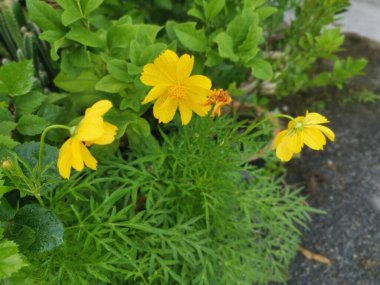 turuncu kozmos sülfür yaprakları çiçek açar.