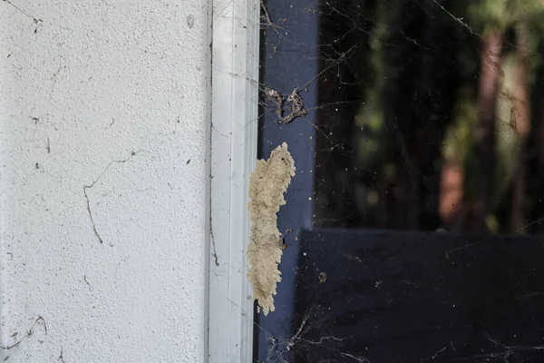 Mud Dauber Nestelen Muur Raam Frame — Stockfoto