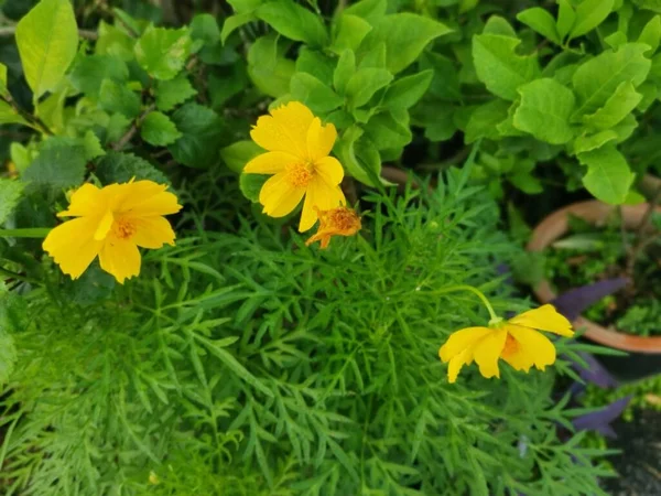 橙色的宇宙硫磺花瓣花 — 图库照片