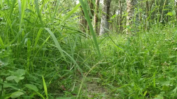 草の上を歩く匿名の男 — ストック動画