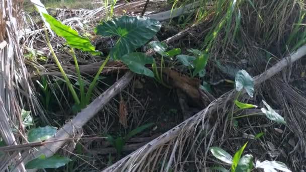 Alocasia Selvagem Elefante Orelha Planta Folhosa — Vídeo de Stock