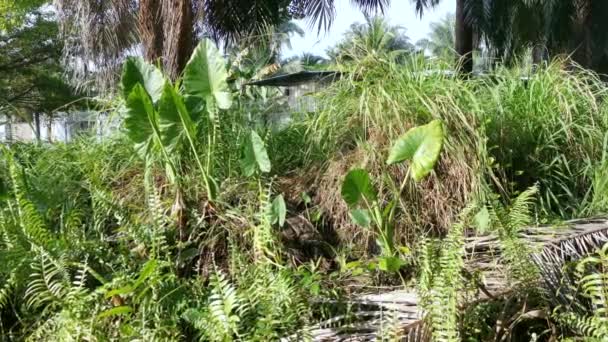 Wilde Alocasia Olifant Oorbladige Plant — Stockvideo