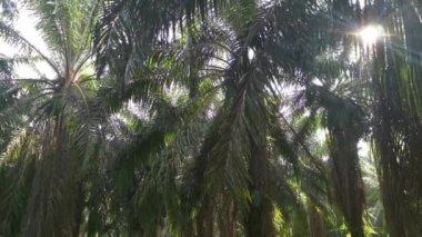 Parlayan güneş ışığı palmiye dallarına nüfuz eder ve ağ ipliğini sarkıtır.