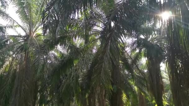 Gloeiend Zonlicht Dringt Door Palmtakken Opknoping Webthread — Stockvideo