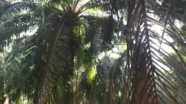 Gloeiend Zonlicht Dringt Door Palmtakken Opknoping Webthread — Stockvideo