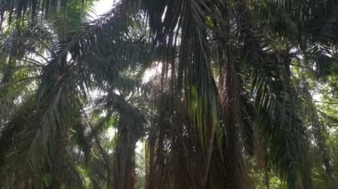 Parlayan güneş ışığı palmiye dallarına nüfuz eder ve ağ ipliğini sarkıtır.