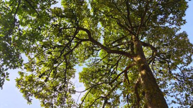 Genç meyveler veren uzun Durian ağacına bakıyorum..