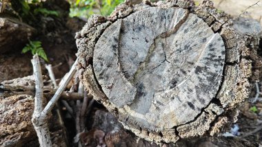 a pile of unknown dried decaying wood trunk and branch on the isolated ground.