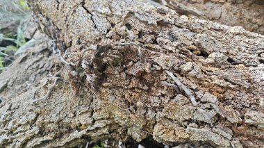 a pile of unknown dried decaying wood trunk and branch on the isolated ground.