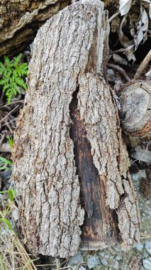 a pile of unknown dried decaying wood trunk and branch on the isolated ground.