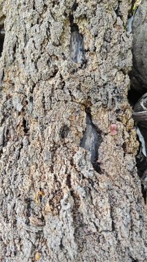 a pile of unknown dried decaying wood trunk and branch on the isolated ground.