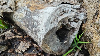 a pile of unknown dried decaying wood trunk and branch on the isolated ground.