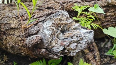 a pile of unknown dried decaying wood trunk and branch on the isolated ground.