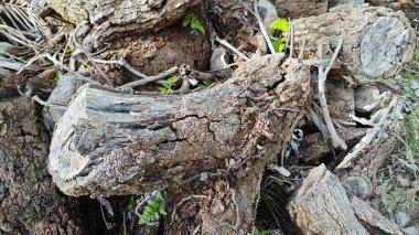 a pile of unknown dried decaying wood trunk and branch on the isolated ground.