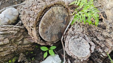 a pile of unknown dried decaying wood trunk and branch on the isolated ground.