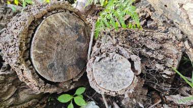 a pile of unknown dried decaying wood trunk and branch on the isolated ground.