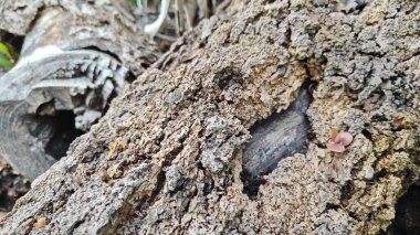 a pile of unknown dried decaying wood trunk and branch on the isolated ground.
