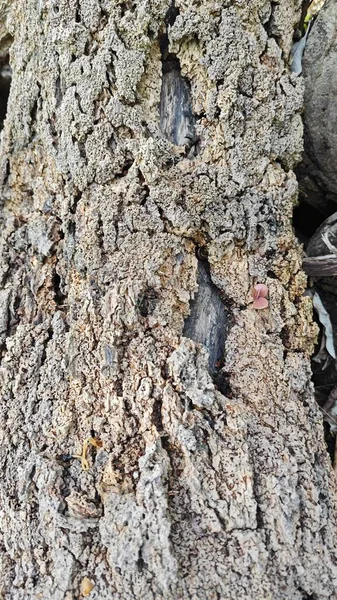 a pile of unknown dried decaying wood trunk and branch on the isolated ground.