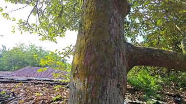 Genç meyveler veren uzun Durian ağacına bakıyorum..