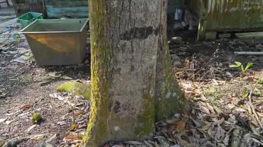 Genç meyveler veren uzun Durian ağacına bakıyorum..