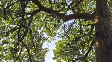 Genç meyveler veren uzun Durian ağacına bakıyorum..