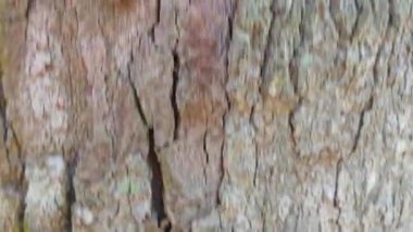 Genç meyveler veren uzun Durian ağacına bakıyorum..