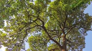 Genç meyveler veren uzun Durian ağacına bakıyorum..